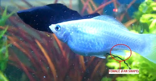 Think, male and female molly fish topic Male and female molly fish
